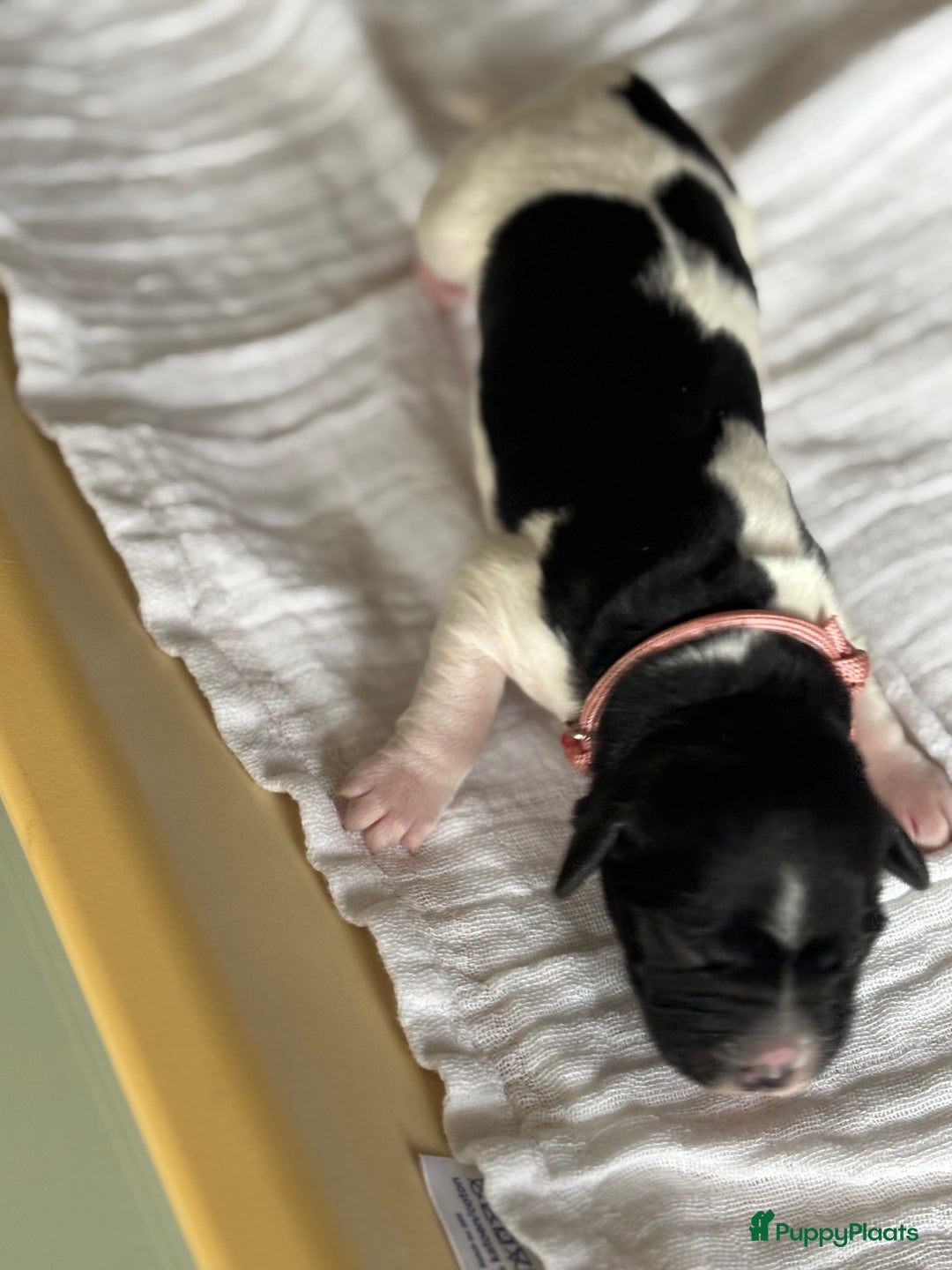 Friese Stabij honden te koop: Puppies Friese Stabij - Advertentie 2