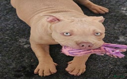 Amerikaanse Bully honden te koop: 2 leuke, teefjes met een zacht karakter .  - Afbeelding 8