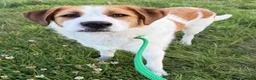 Kruising honden te koop: Woezel - Advertentie 4