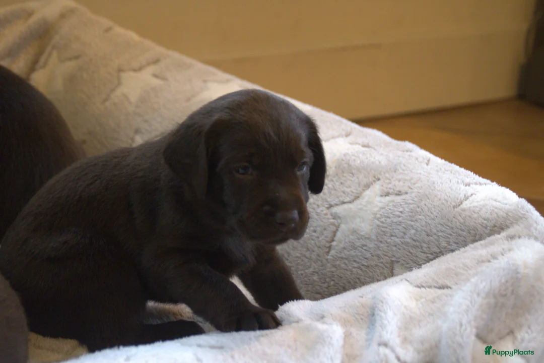 Labrador Retriever honden te koop: Prachtige chocoladebruine Labrador pups - Advertentie 8