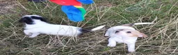 Jack Russel Terriër honden te koop: Jack russell pups met Stamboom!! - Advertentie 13