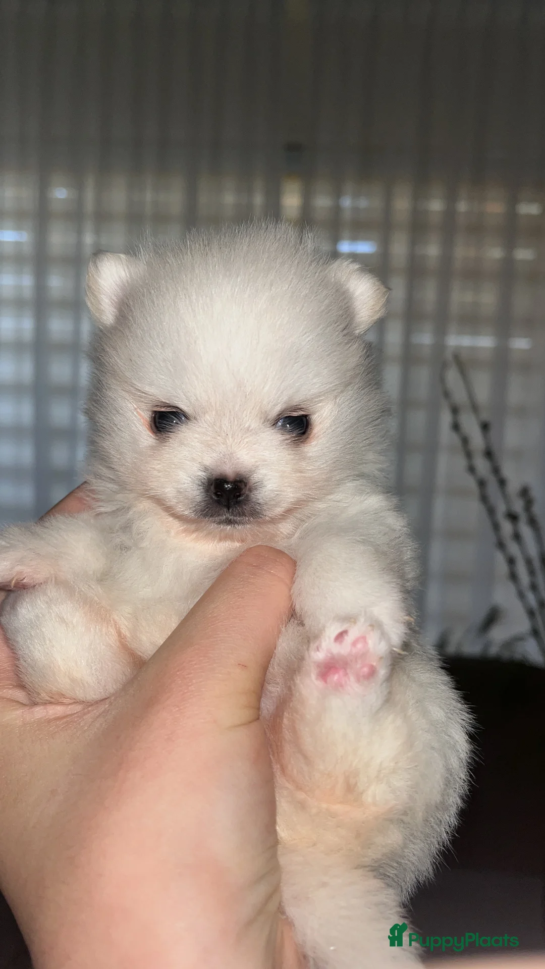 Pomeriaan honden ter dekking: Mooi dekreu pomeriaan (niet te koop) - Advertentie 10