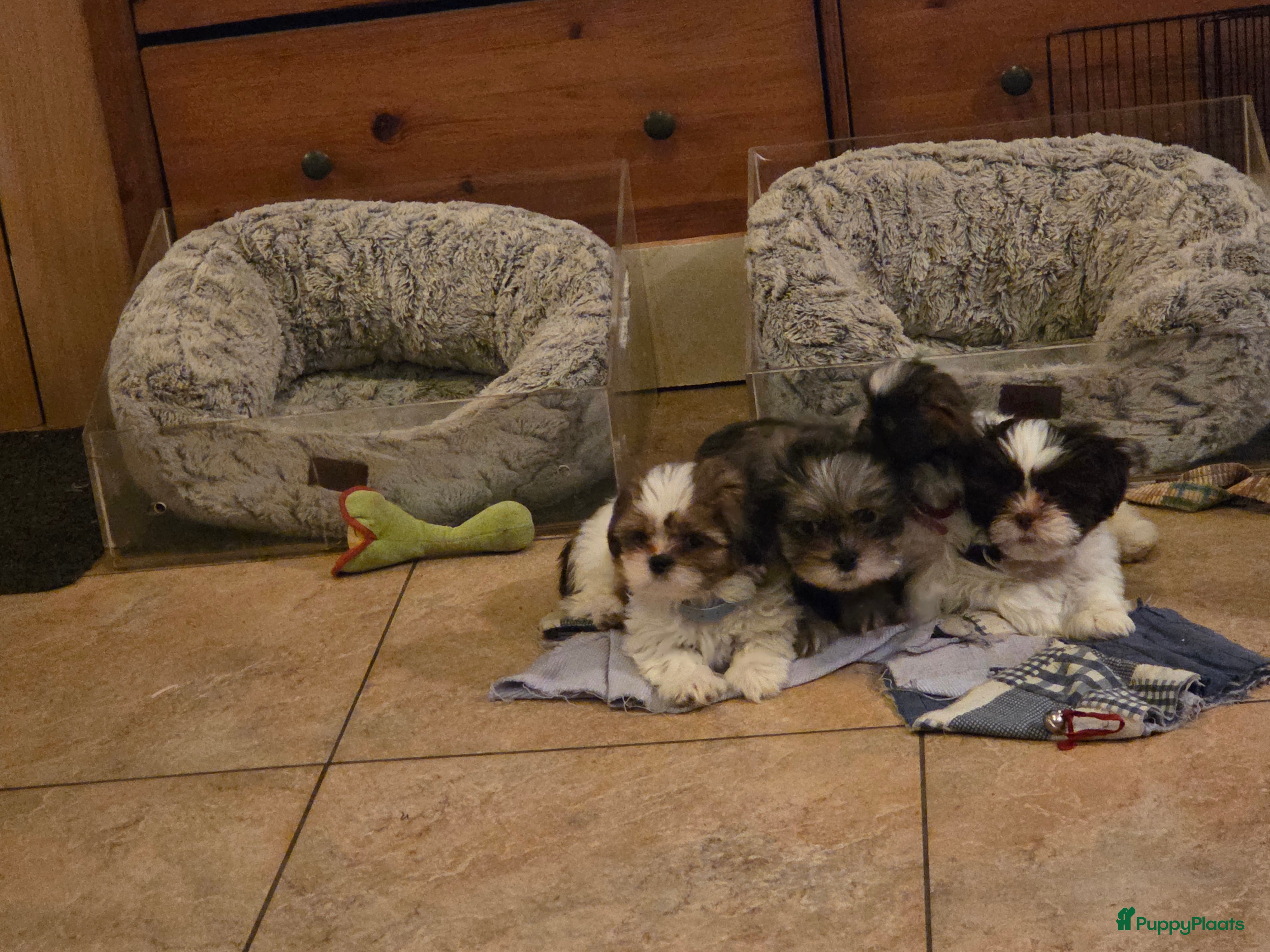 Shih Tzu honden Shih Tzu pup reu 3 kleur,teefje merle + bruin wit - Advertentie 5