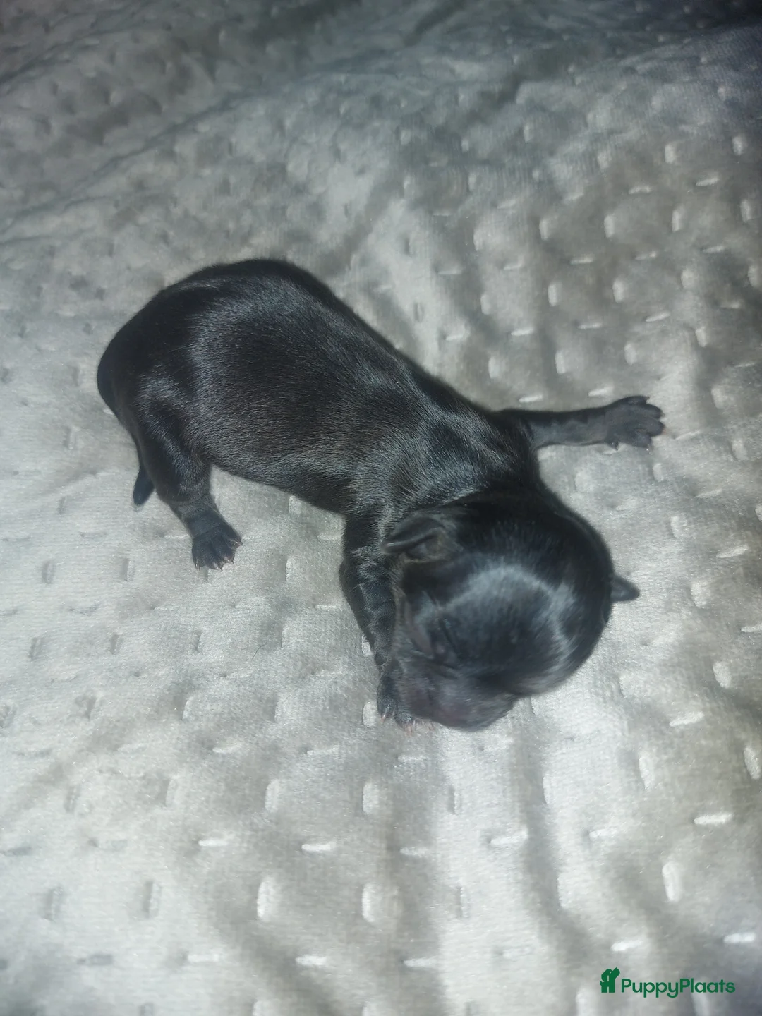 Chihuahua honden te koop: Mooi klein chihuahuatje - Advertentie 2