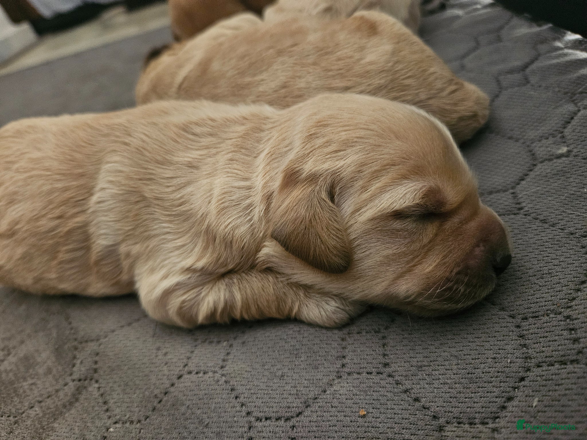 Kruising honden te koop: Prachtige mini doodle pups - Advertentie 5