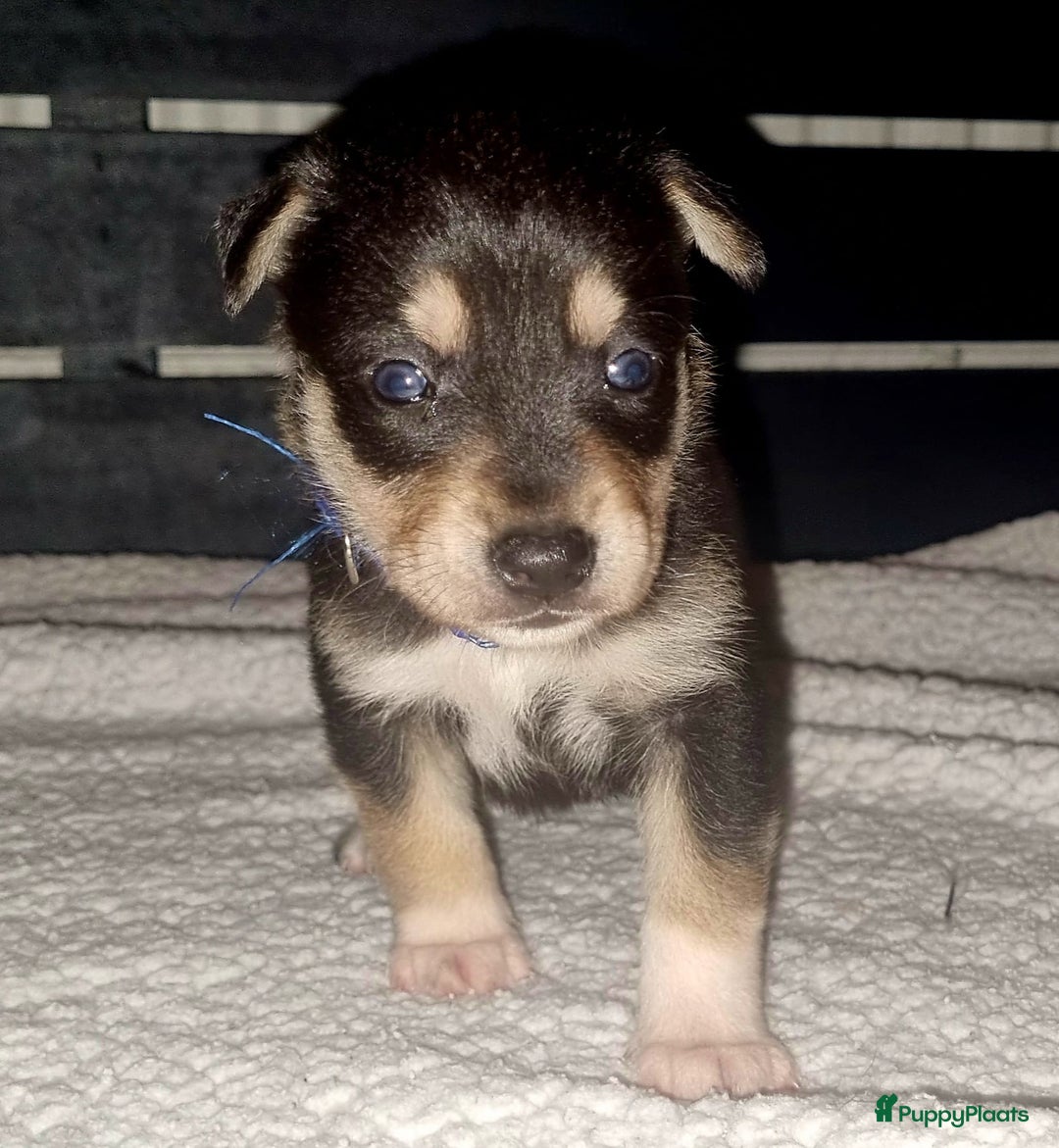 Kruising honden te koop: Kruising X Husky pups! Super mooi en leuk! - Advertentie 15