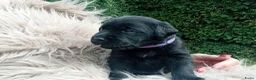 Labrador Retriever honden te koop: Hallo Labrador liefhebber  - Advertentie 7