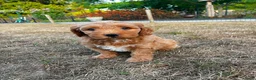 Kruising honden te koop: Prachtig nestje medium labradoodles - Advertentie 2