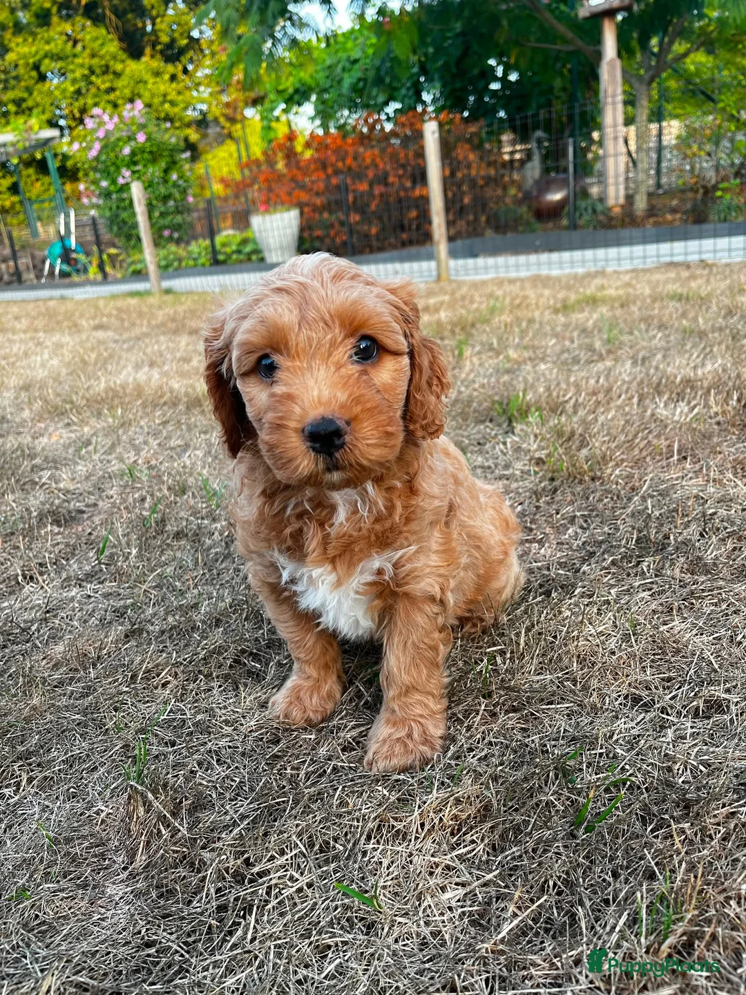 Kruising honden te koop: Prachtig nestje medium labradoodles - Advertentie 2