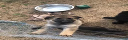Kruising honden te koop: Duitse herder puppy’s  - Advertentie 5