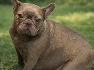 Franse Bulldog honden Prachtig nestje Franse Bulldog pups - Advertentie 9