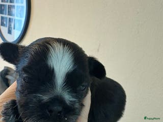 Kruising honden Mooie shitzuboomer - Advertentie 2