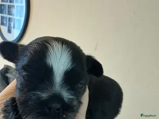 Kruising honden Mooie shitzuboomer - Advertentie 6