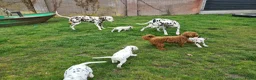 Dalmatiër honden te koop: dalmatiër puppy's zoeken leuk baasje. - Advertentie 9