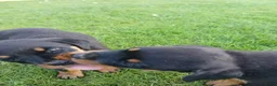 Rottweiler honden te koop: Mooie rottweilertjes - Advertentie 6