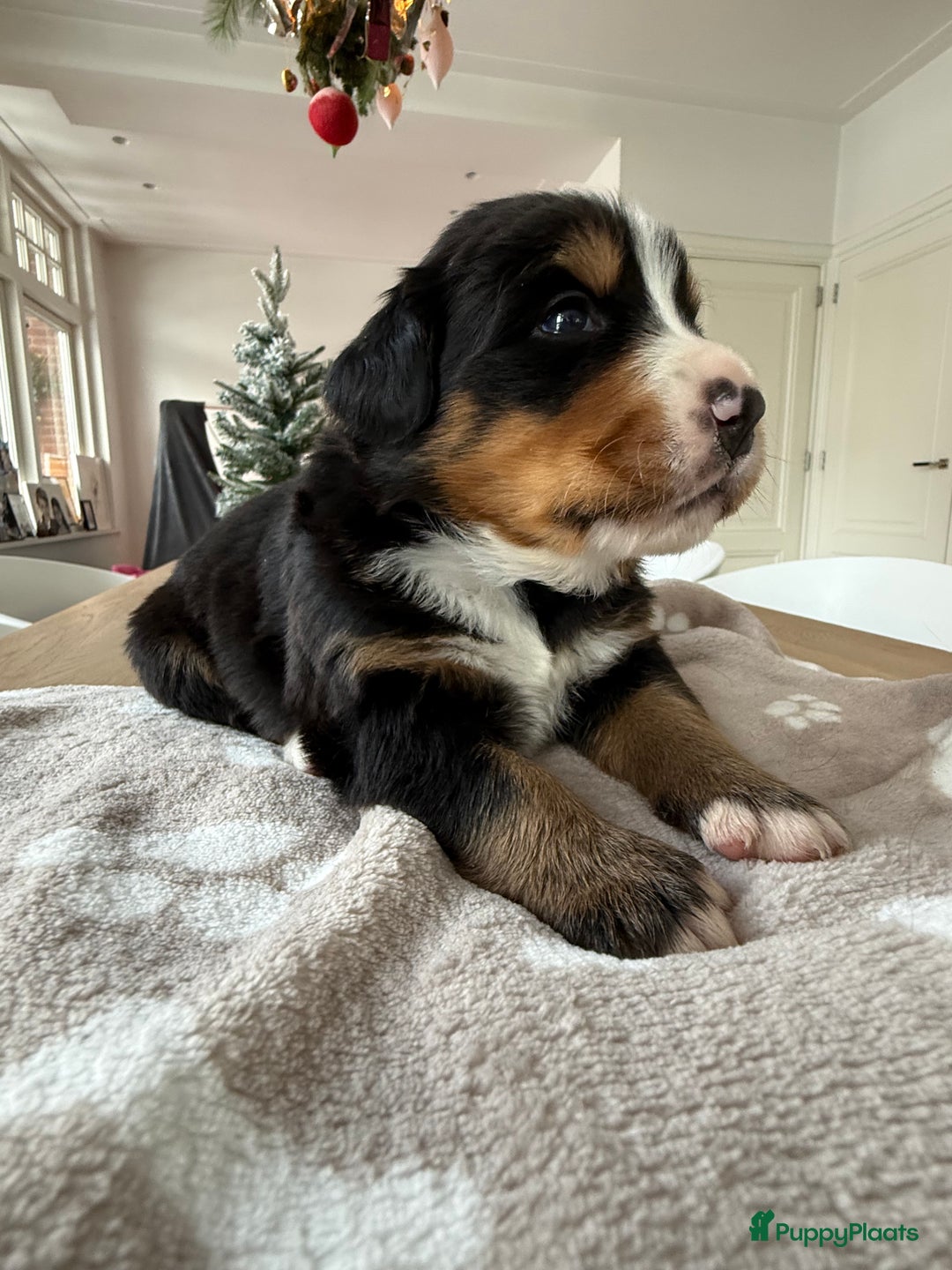 Berner Sennenhond honden te koop: Berner Sennen puppy's zoeken een liefdevol huis - Advertentie 17
