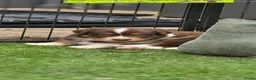 Australian Shepherd honden te koop: Prachtige Australian Shepherd puppy's geboren! - Advertentie 16