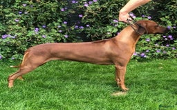 Rhodesian Ridgeback honden te koop: Rhodesian ridgeback pups met stamboom  - Advertentie 11