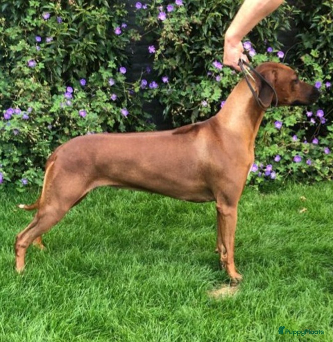 Rhodesian Ridgeback honden te koop: Rhodesian ridgeback pups met stamboom  - Advertentie 12