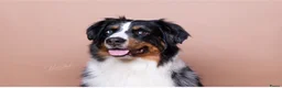 Australian Shepherd honden te koop: Australian shepherd pups ( nog 3 beschikbaar  - Advertentie 15