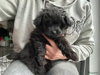 Kruising honden Pomapoo reutjes - Advertentie 2