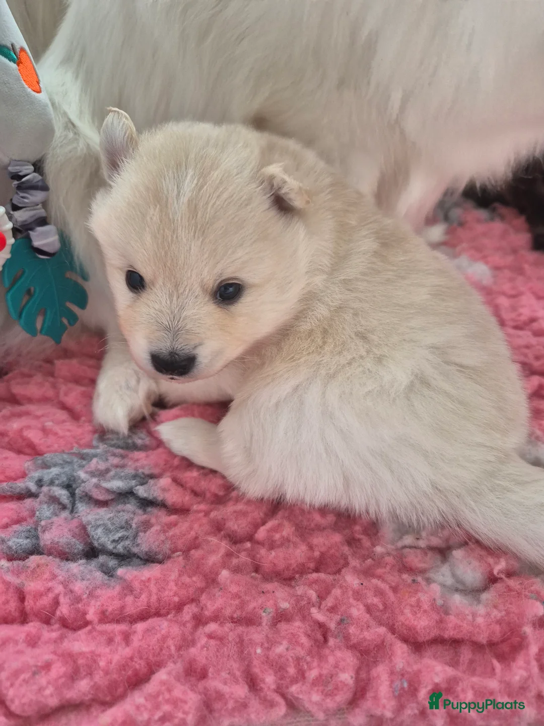 Keeshond honden te koop: Middenslag Keeshond pups - Advertentie 6