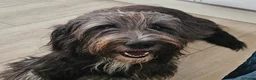 Bearded Collie honden te koop: Bearded Collie outcross - Advertentie 11