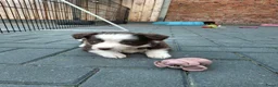 Border Collie honden te koop: Border collie pups - Advertentie 20