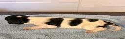 Engelse Springer Spaniel honden te koop: Engelse springer spaniël pups FCI stamboom - Advertentie 6