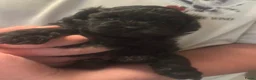 Shihpoo honden te koop: Nog twee puppy’s beschikbaar  - Advertentie 6