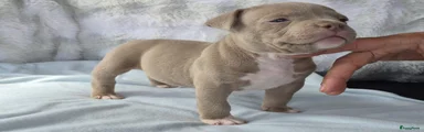Amerikaanse Bully Puppy 2
