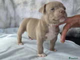 Amerikaanse Bully Puppy 2
