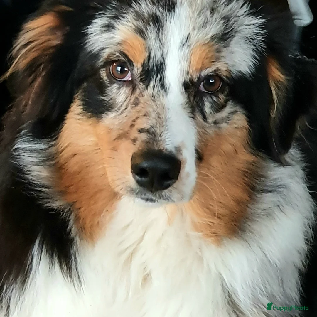 Australian Shepherd honden te koop: Australian Shepherd ouders FCI Stamboom - Advertentie 11