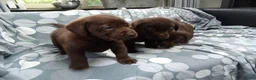 Labrador Retriever honden te koop: Zeer labrador pups ouder met stamboom  - Advertentie 4
