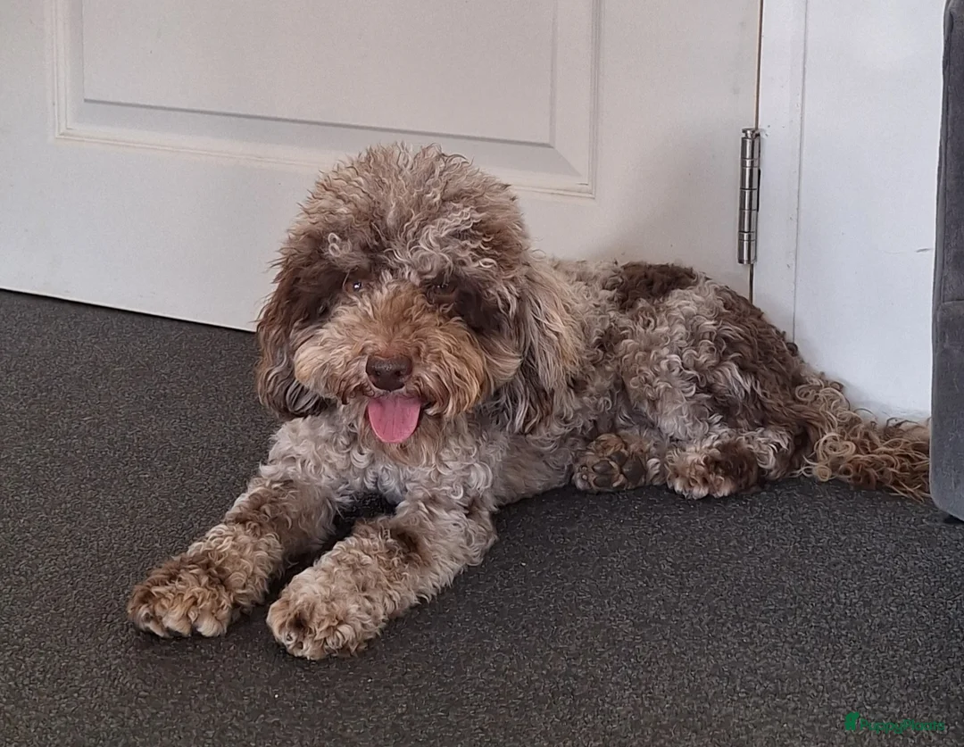 Dwergpoedel honden ter dekking: chocobruin merle dwergpoedel ter dekking - Advertentie 2