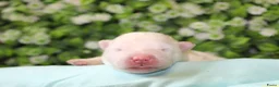 Samojeed honden te koop: Samojeed puppy’s  - Advertentie 9
