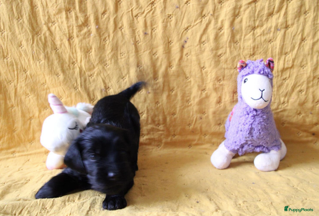 Barbet honden te koop: Barbet pups - Advertentie 29