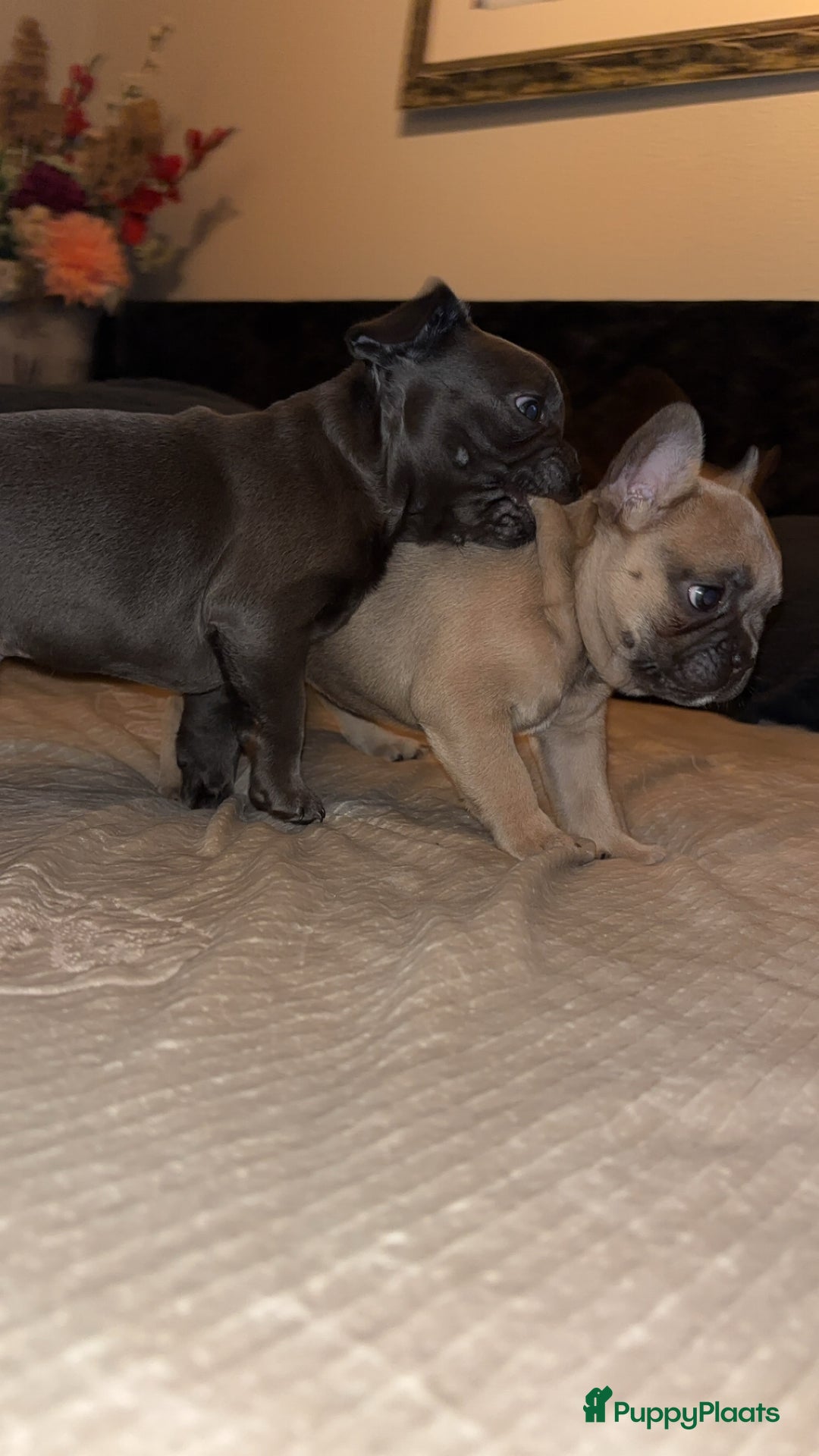 Franse Bulldog honden te koop: Franse Bulldog pups - Advertentie 3