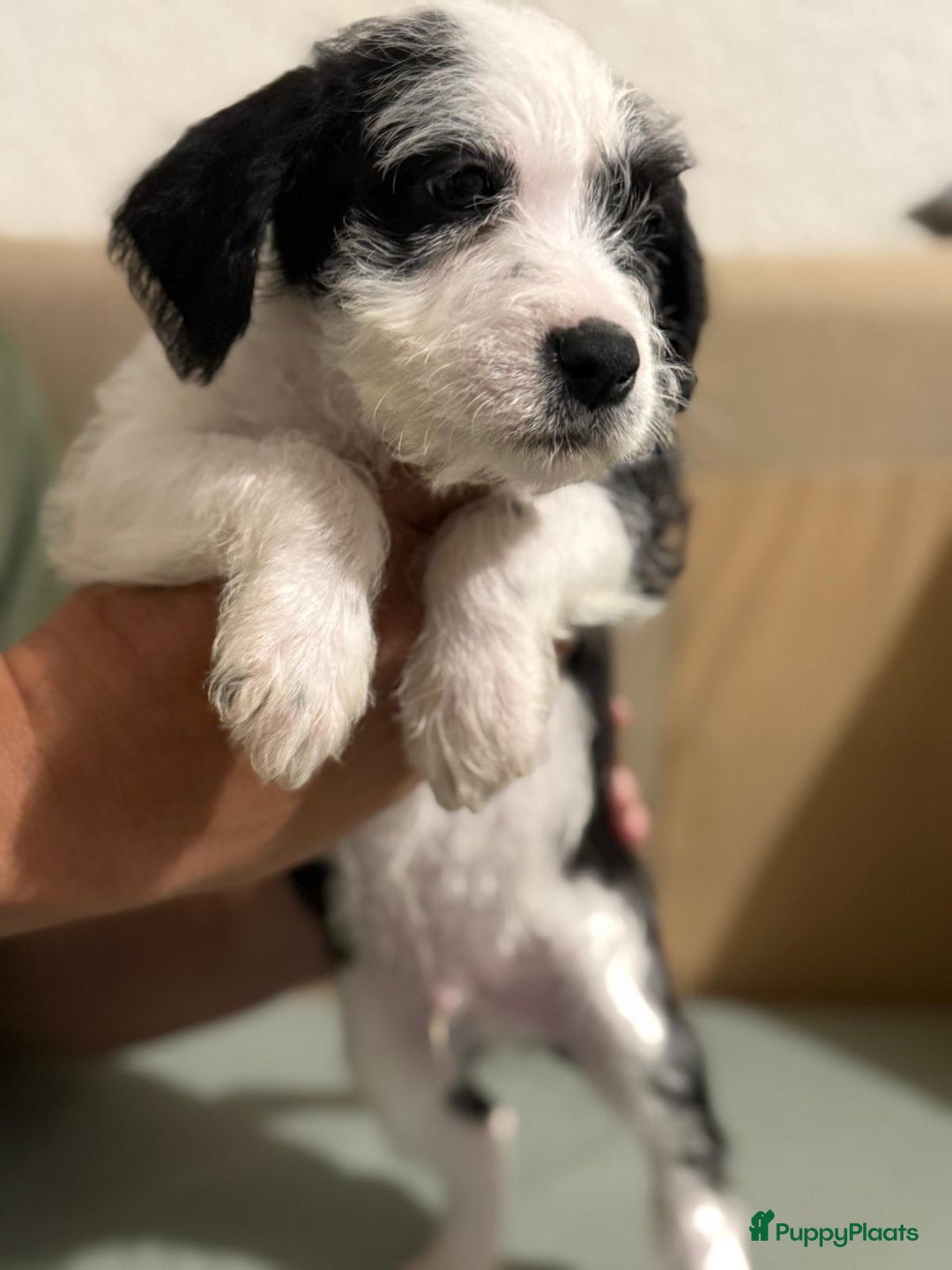 Kruising honden te koop: Eenmalig  engelse staff en lagotto romagnolo mix  - Advertentie 10