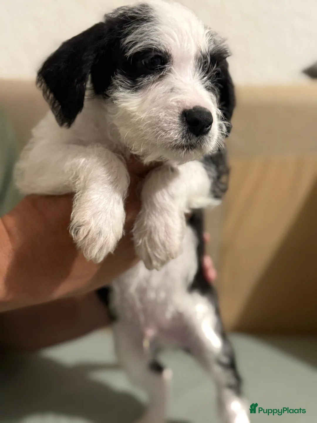 Kruising honden te koop: Eenmalig  engelse staff en lagotto romagnolo mix  - Advertentie 9