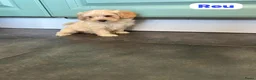 Maltipoo honden te koop: Maltipoo pups - Advertentie 5