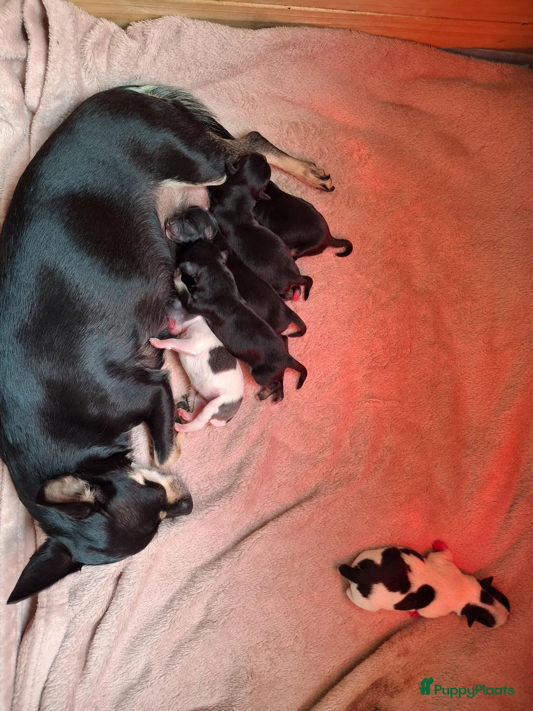 Chihuahua honden te koop: Chihuahua - Advertentie 1