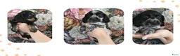 Engelse Cocker Spaniel honden te koop: Cocker Spaniel pups in Zeewolde - Advertentie 8
