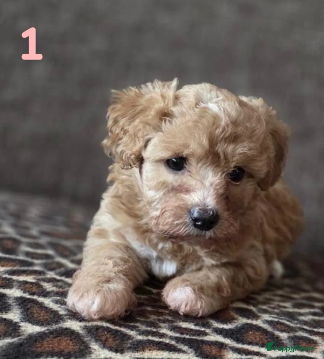 Maltipoo honden te koop: Maltipoo pup  - Advertentie 2