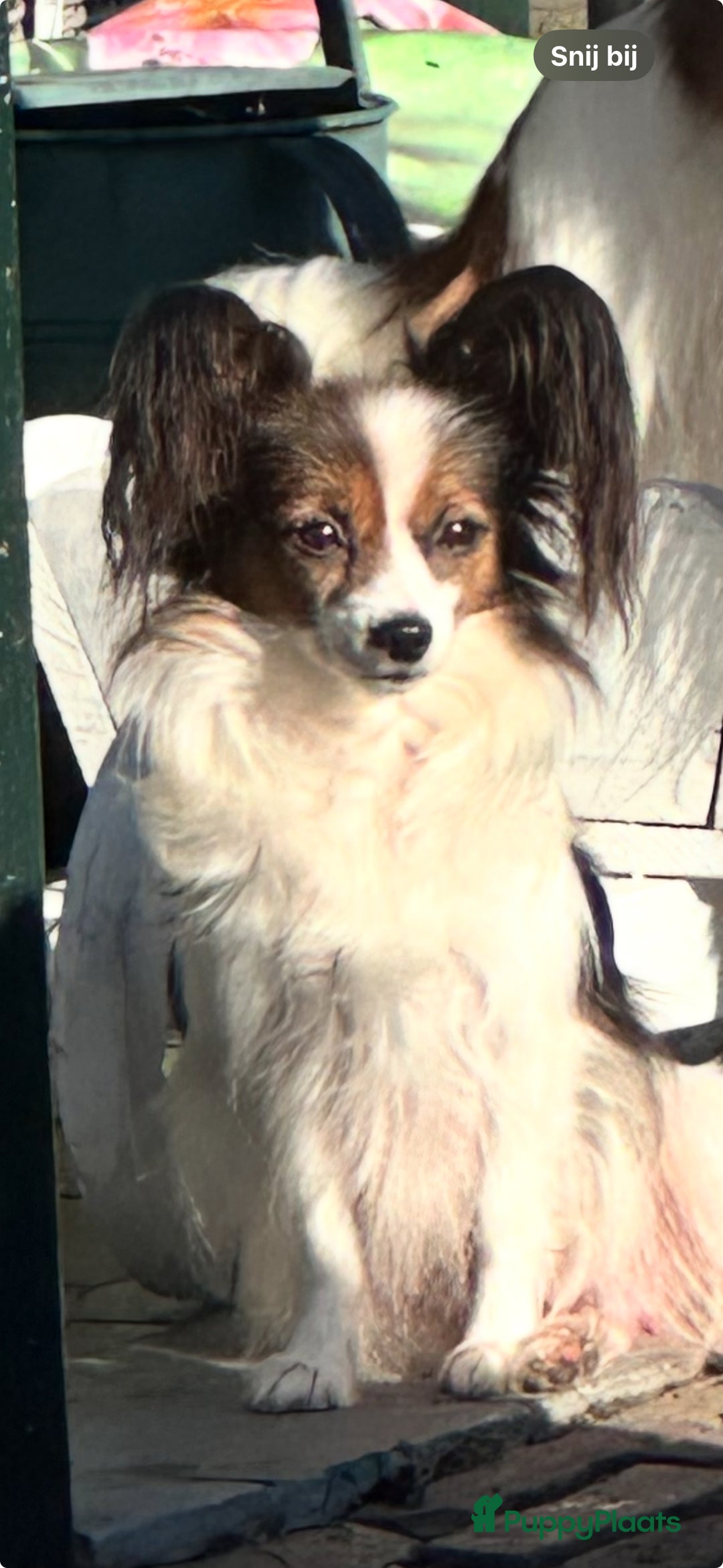 Vlinderhondje honden te koop: Raszuivere Papillon pups - Advertentie 1