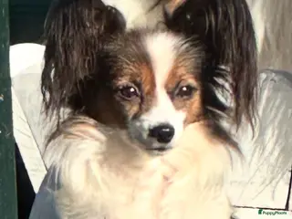 Vlinderhondje honden Raszuivere Papillon pups - Advertentie 3