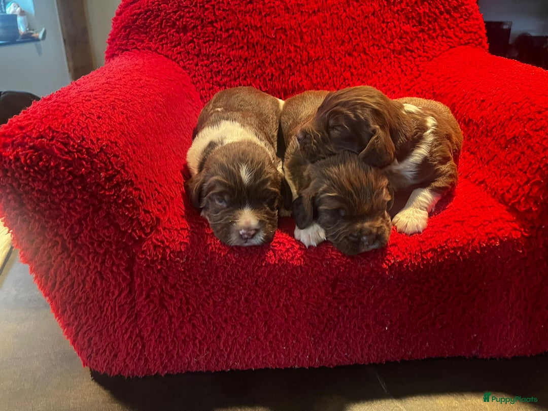 Engelse Springer Spaniel honden te koop: te koop Engelse Springer Spaniel Pups - Advertentie 3