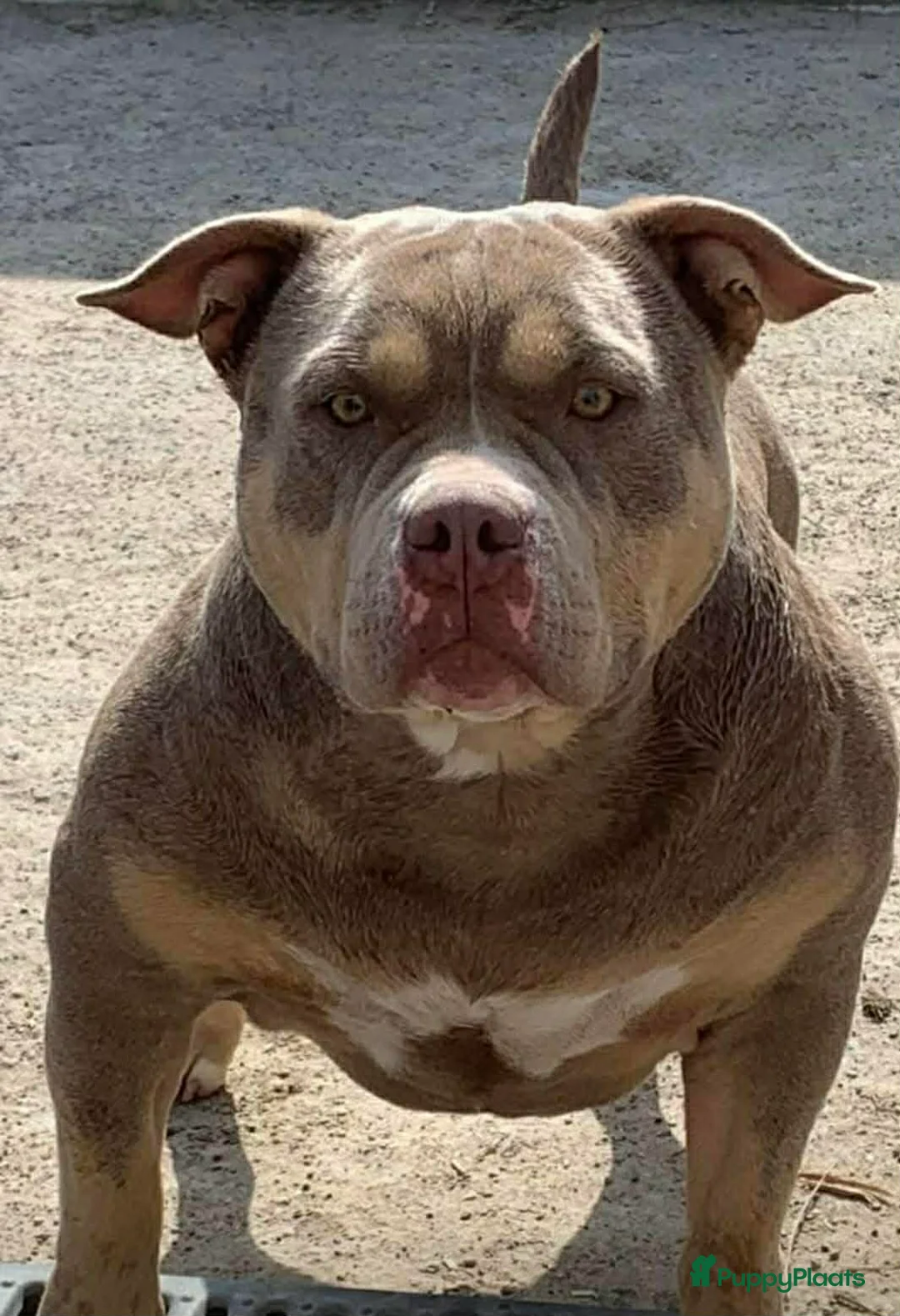 Amerikaanse Bully honden te koop: American bully pups - Advertentie 2