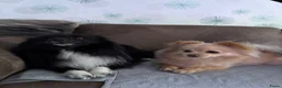 Kruising honden te koop: Pomchi x keeshond puppy’s  - Advertentie 10