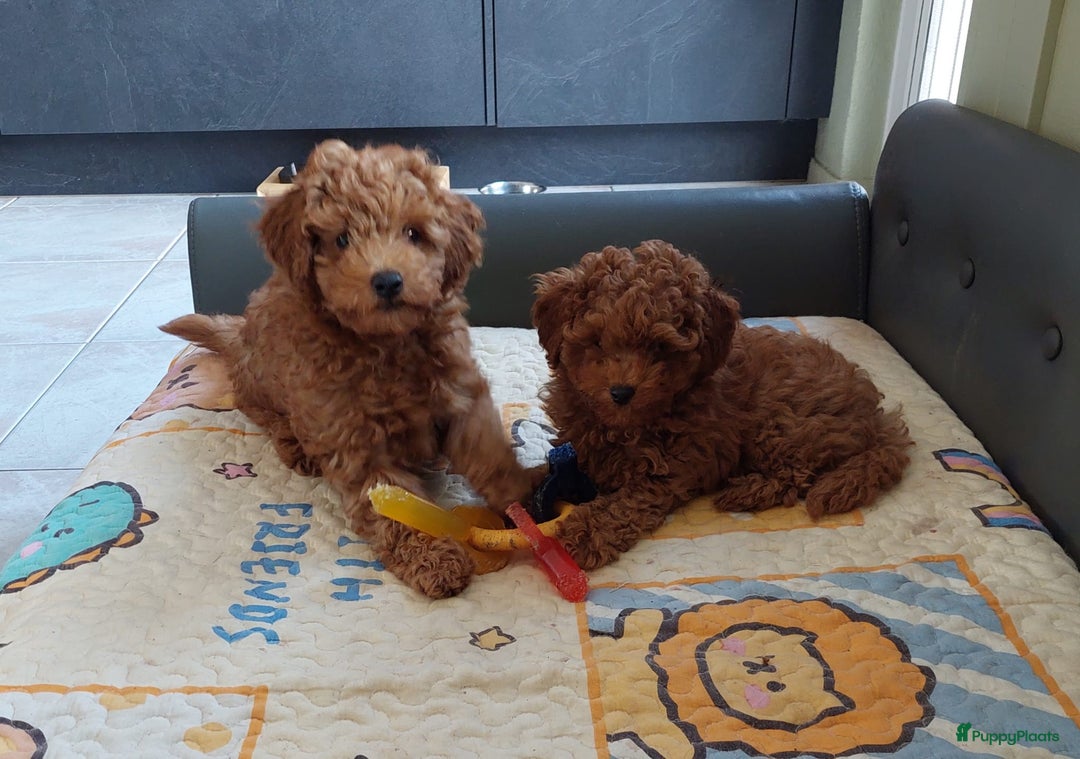 Poedel Toy honden te koop: Te koop Toy Poedels met FCI stamboom in Alblasserdam - Afbeelding 13